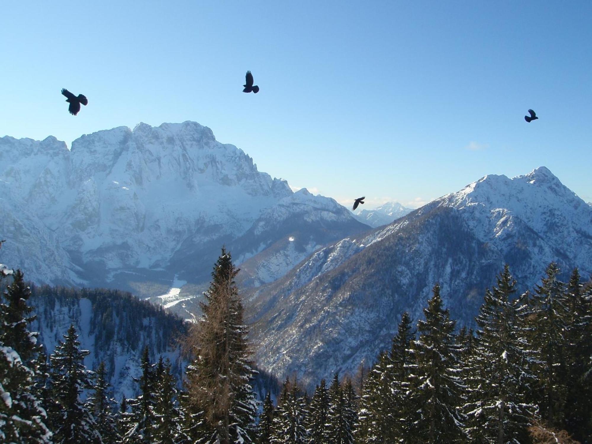 Tempfer 2 Apartments & Rooms With New Wellness Kranjska Gora Buitenkant foto